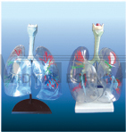 The model of transparent pulmonary segments